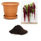 Tilki Kuyruğu Çiçeği Tohumu Ekim Seti - 1