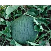 Hasanbey Kışlık Kavun Tohumu Ekim Seti thumbnail 5