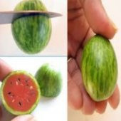 Baby Karpuz Tohumu Ekim Seti thumbnail 4