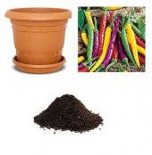 Renkli Acı Biber Tohumu Ekim Seti - 1