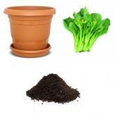 İthal Çin Choy Sum Tohumu Ekim Seti - 1