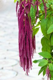 Tilki Kuyruğu Çiçeği Tohumu Ekim Seti - 3