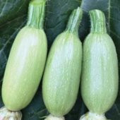 Dolmalık Kabak Tohumu Ekim Seti - 1