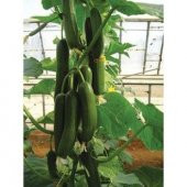 Sırık Salatalık Tohumu Ekim Seti - 5