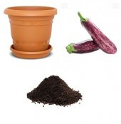 Nadir Benekli Kemer Patlıcan Tohumu Ekim Seti thumbnail 1