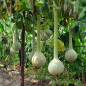 Uzun Su Kabağı Tohumu Ekim Seti - 4
