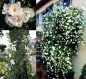 İthal Sırık Beyaz Gül Tohumu Ekim Seti thumbnail 3