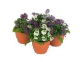 Karışık Ballıca Çiçeği Tohumu Ekim Seti - 2