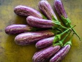 Nadir Benekli Kemer Patlıcan Tohumu Ekim Seti thumbnail 3