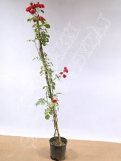 İthal Sırık Kırmızı Gül Tohumu Ekim Seti - 3