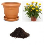 Karışık Elicriso Çiçeği Tohumu Ekim Seti thumbnail 1