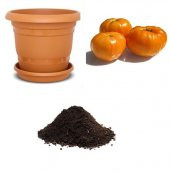 Dev İtalyan Turuncu Pileli Domates Tohumu Ekim Seti thumbnail 1