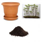 Japon Kavağı Bonzai Ağacı Tohumu Ekim Seti - 1