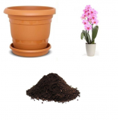 İthal Pembe Orkide Tohumu Ekim Seti - 1