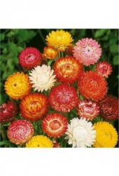 Karışık Elicriso Çiçeği Tohumu Ekim Seti thumbnail 3