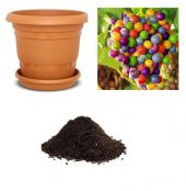 İthal Renkli Üzüm Tohumu Ekim Seti thumbnail 2