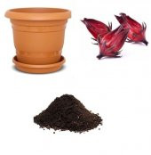 İthal Hibiscus Tohumu Ekim Seti - 1