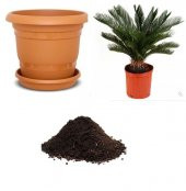 İthal Cycas Revoluta Süs Ağacı Tohumu Ekim Seti - 1