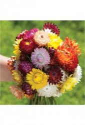 Karışık Elicriso Çiçeği Tohumu Ekim Seti thumbnail 4