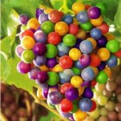 İthal Renkli Üzüm Tohumu Ekim Seti thumbnail 3
