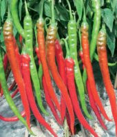 Uzun Kırmızı Tatlı Sivri Biber Tohumu Ekim Seti thumbnail 4