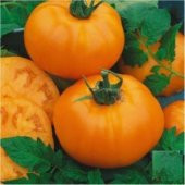 Dev İtalyan Turuncu Pileli Domates Tohumu Ekim Seti thumbnail 4