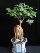 Japon Kavağı Bonzai Ağacı Tohumu Ekim Seti - 3