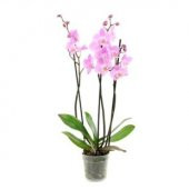 İthal Pembe Orkide Tohumu Ekim Seti - 3
