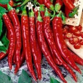 Uzun Kırmızı Tatlı Sivri Biber Tohumu Ekim Seti thumbnail 5