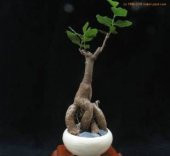 Japon Kavağı Bonzai Ağacı Tohumu Ekim Seti - 4