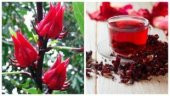 İthal Hibiscus Tohumu Ekim Seti - 4