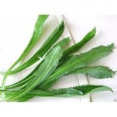 İthal Çin Kişnişi Tohumu Ekim Seti - 3