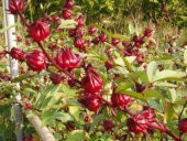 İthal Hibiscus Tohumu Ekim Seti - 5