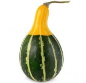 Nadir Sarı Yeşil Süs Kabağı Tohumu Ekim Seti - 2