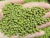 İthal Mung Bean Fasulye Tohumu Ekim Seti - 3