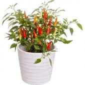 Acı Burbiye Süs Biberi Tohumu Ekim Seti - 2