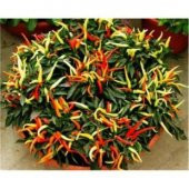 Acı Burbiye Süs Biberi Tohumu Ekim Seti - 3