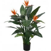 Starlitzia Çiçeği Tohumu Ekim Seti - 3