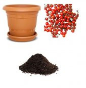 Bezelye Domates Tohumu Ekim Seti - 1