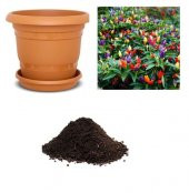 Yediveren Acı Süs Biberi Tohumu Ekim Seti thumbnail 1