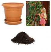 Alman Çilek Ağacı Tohumu Ekim Seti - 1