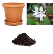 İthal Beyaz Melek Orkide Çiçeği Tohumu Ekim Seti - 1