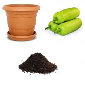 Nadir Çin Kavunu Tohumu Ekim Seti thumbnail 1