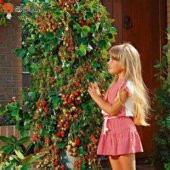 Alman Çilek Ağacı Tohumu Ekim Seti - 3