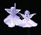 İthal Beyaz Melek Orkide Çiçeği Tohumu Ekim Seti - 3