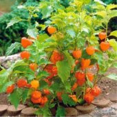 Kaz Üzümü Tohumu Ekim Seti thumbnail 5