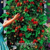 Alman Çilek Ağacı Tohumu Ekim Seti - 4