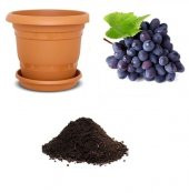 Nadir Siyah Şarköy Üzümü Tohumu Ekim Seti thumbnail 1