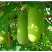 Nadir Çin Kavunu Tohumu Ekim Seti thumbnail 4