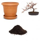İthal Cherry Blossom Bonzai Ağacı Tohumu Ekim Seti - 1